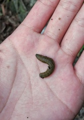 Poecilobdella
