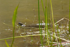 Emys orbicularis