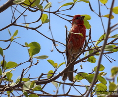 Haemorhous mexicanus