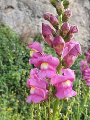 Antirrhinum tortuosum