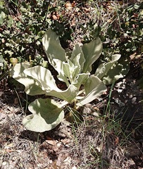 Verbascum rotundifolium