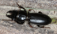 Scarites vicinus