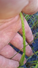 Lycopodiella