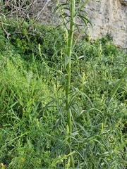 Antirrhinum tortuosum