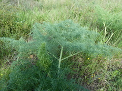 Ferula glauca