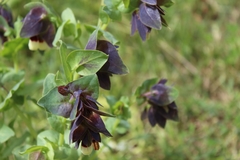 Cerinthe major image