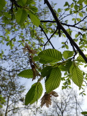 Carpinus orientalis