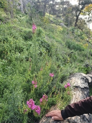 Antirrhinum tortuosum