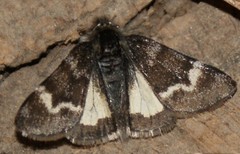 Leucobrephos brephoides