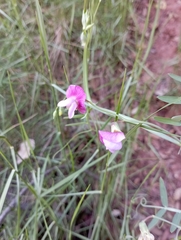 Lathyrus clymenum