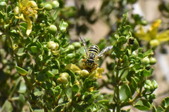 Trachusa larreae