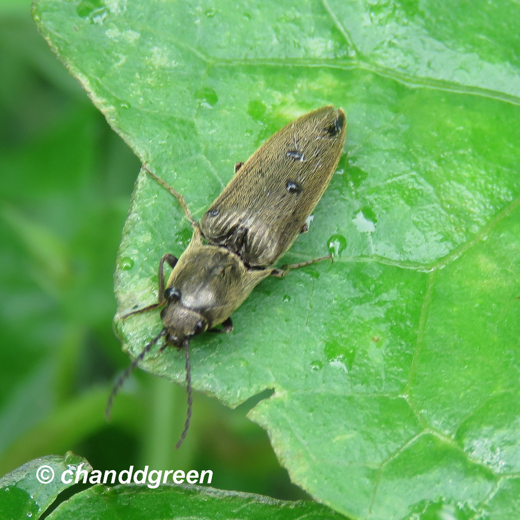 Agriotes fuscicollis