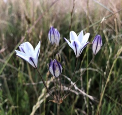 Triteleia peduncularis