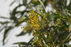 Acacia saligna