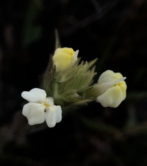 Castilleja rubicundula lithospermoides