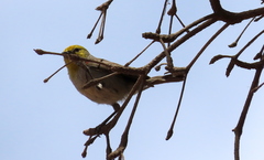 Auriparus flaviceps