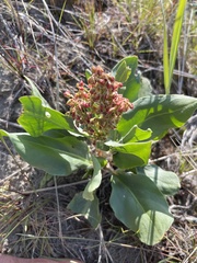 Rumex venosus