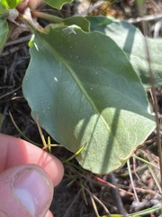 Rumex venosus