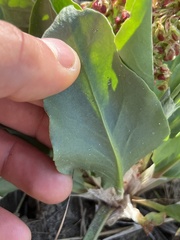Rumex venosus