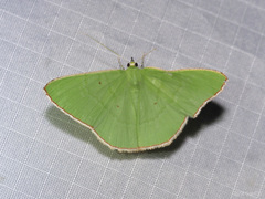 Ornithospila bipunctata