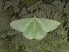 Ornithospila succincta