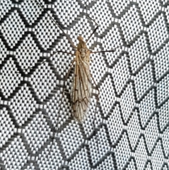 Tricyphona