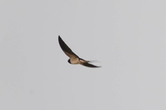 Hirundo rustica