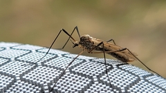 Tricyphona