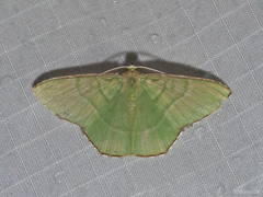 Ornithospila succincta