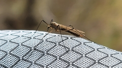 Tricyphona