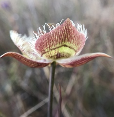 Calochortus tiburonensis