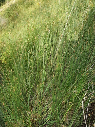 Carex divisa image