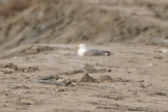 Larus michahellis