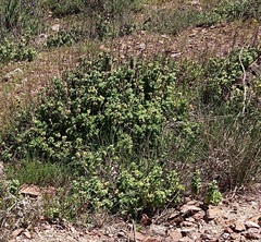 Pseudodictamnus hirsutus