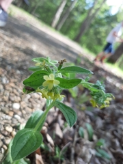 Lithospermum tuberosum