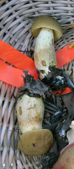 Boletus huronensis