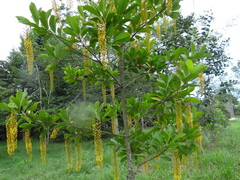 Lophanthera lactescens