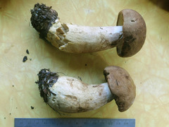 Boletus huronensis