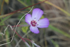 Clarkia franciscana