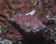 Condylomitra bernhardina