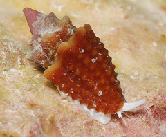 Condylomitra bernhardina