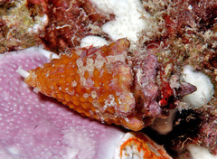 Condylomitra bernhardina