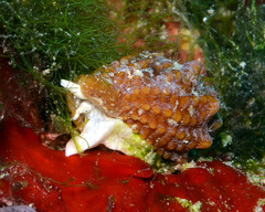 Condylomitra bernhardina