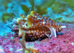 Condylomitra bernhardina