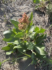 Rumex venosus