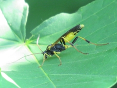 Ichneumonidae