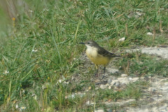 Motacilla flava