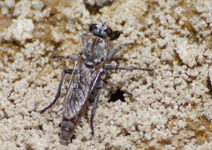Stichopogon colei