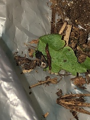 Ischnodemus variegatus