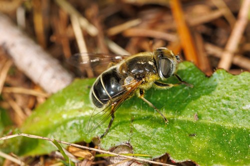 Black-footed Drone Fly photo 5